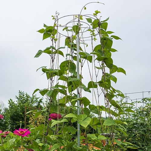 GARDENS ALIVE - Bean Support Growing Trellis Metal Tower, 6 feet Tall