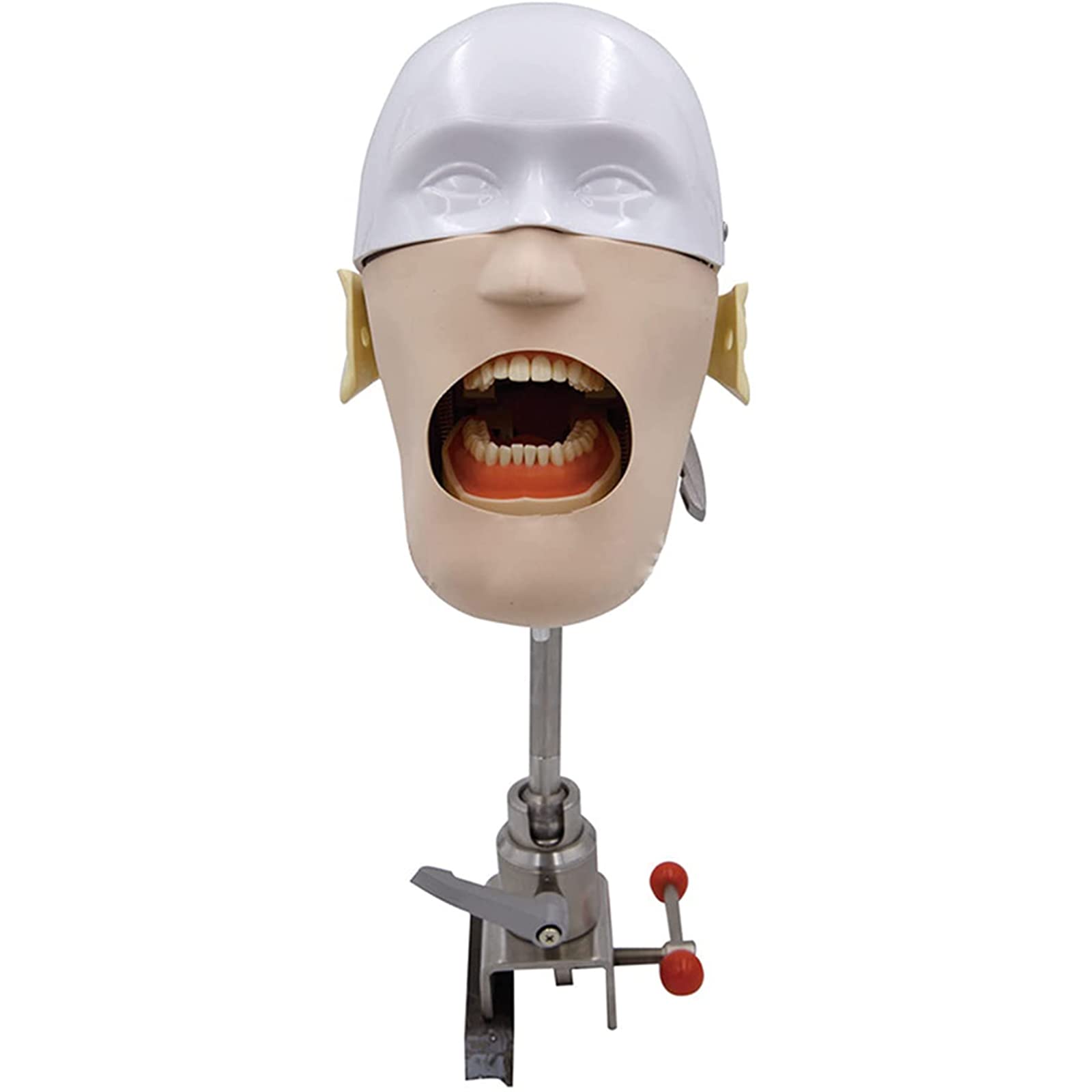 Amazon.co.jp: 歯科ファントムヘッドモデル、歯科シミュレーター、歯科
