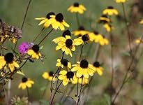 Review Image by DBCooper DBCooper