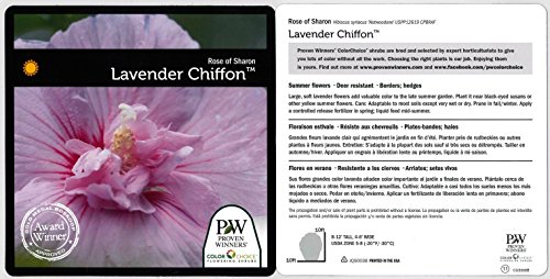 Lavender Chiffon (Hibiscus) Live Shrub, Light Purple Flowers, 4.5 in. Quart