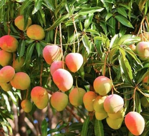 Image of sindhu Mango Tree Seedless Mango Plant For Home Garden