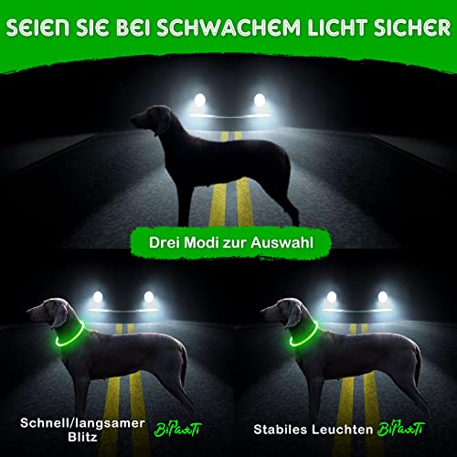 Collare Luminoso per Cani Ricaricabile USB