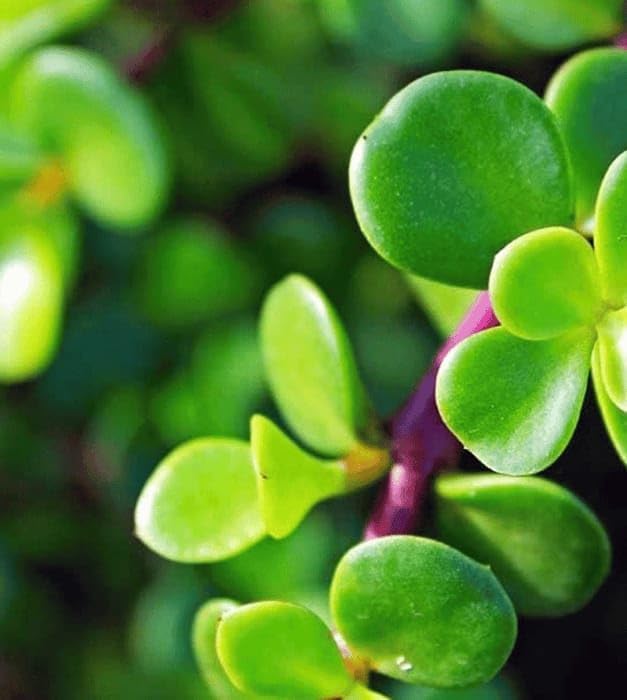 Image of Live Jade Plant with Pot | Good Luck Feng Shui Money Succulent Plant | Low Maintenance Indoor Outdoor Air Purifying Plant for Home Living Room Office Desk Decor | Pack of 1 (GH)
