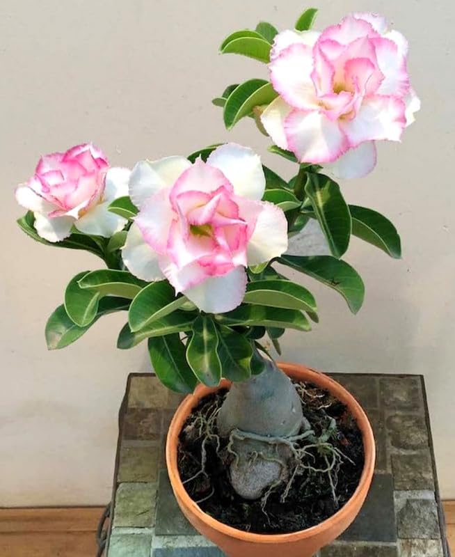 Ficus bonsai plant live,Flower Live Plant Adenium Plants for Garden Indoor (1 Live Bonsai Plant)-image-44