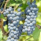 Baumschule WEDROWSKI w