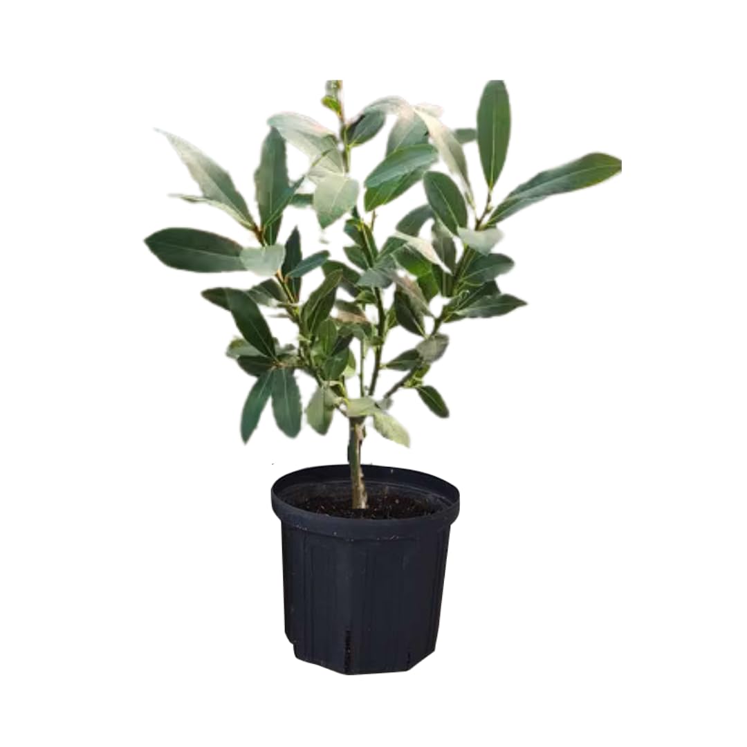 Bay Leaf Plant Live 4 inch Pot
