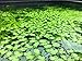 Giant Duckweed, Spirodela polyrhiza, Live Aquarium/Aquatic/Freshwater/Floating/Pond Plant, Planted Tank, Aquascaping by Aquarium Plant Center (30 Plants)