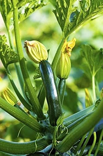 Sakshi Farms |Green Zucchini Vegetable Seeds for Home Garden 100 mg seeds for Home Gardening | Fresh Gardening Vegetable Planting Seeds for Kitchen | (B0CNRX6YY2) Amazon Price History, Amazon Price Tracker