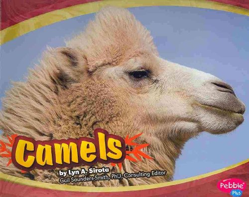 Camels