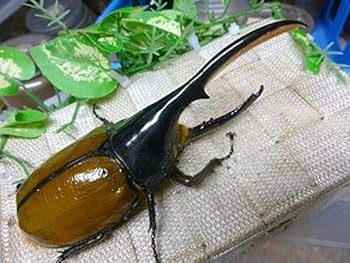 Amazon | ヘラクレスリッキーオオカブト 生体 (♂142ミリ新成虫単品 