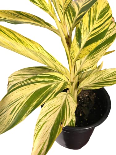 Waterbourn Variegated Shell Ginger Live Plant Indoor Outdoor Houseplant 2.4 Grower's Pot