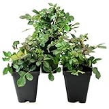 Miniature Rose Buttermint - Live Year Round Blooming Rose Plant w/Yellow Flowers for Gardens and Floral Arrangements - Grows Upto 1.5' x 1.5' in 2.5' Pot - Garden Roses w/Mild Fragrance (3 Count)