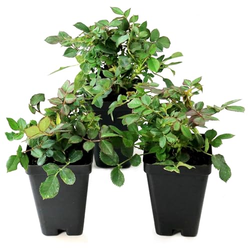 Miniature Rose Buttermint - Live Year Round Blooming Rose