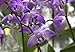 Orchid Insanity Dendrobium kingianum (mature blooming size) fast-growing easiest orchid ever