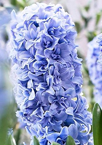 Hyacinthus Double Blue Tango - Hyacinth Double Blue Tango - 3 bulbs -
