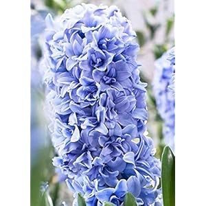 Hyacinthus Double Blue Tango – Hyacinth Double Blue Tango – 3 / Hyacinthus Double Blue Tango – Hyacinth Double Blue Tango – 3 bulbi