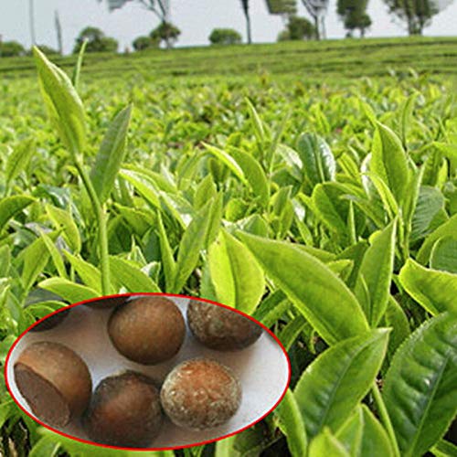 5pcs deliciosas semillas de árbol de té verde fresco y