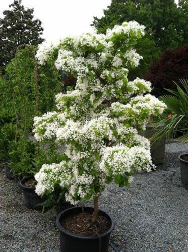 Chionanthus Retusus 10 Seeds, Flowering Chinese Fringe Tree Ornamental (B09X1N74RW) Amazon Price History, Amazon Price Tracker