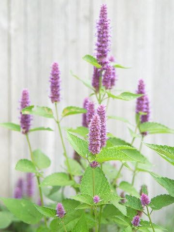 Hyssop Great Garden Herb ~ Medicinal ~ Aromatic ~ by Seed Kingdom (5 Lb Seeds)