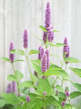 Seed Kingdom Hyssop Seeds