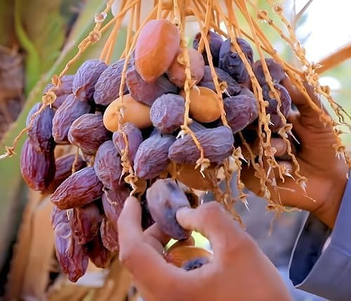 See full amazon price history chart for SEILOZBUNIA FARM - Arabian Variety Most Expensive Dates Plant (Original Dwarf Variety) Fruit Live Plant & Tree for Home Garden Pack of 1 Height (1.5 to 2.5) SEILOZBUNIA FARM - Arabian Variety Most Expensive Dates Plant (Original Dwarf Variety) Fruit Live Plant & Tree for Home Garden Pack of 1 Height (1.5 to 2.5) (B0CWLD2LMK) Amazon Price History, Amazon Price Tracker