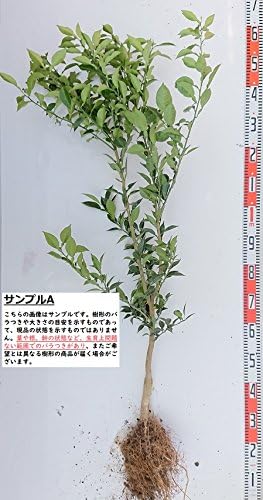 Amazon 柑橘苗木 花ゆず 素掘り苗 １年生接木苗 ガーデンストーリーの果樹苗木 果物