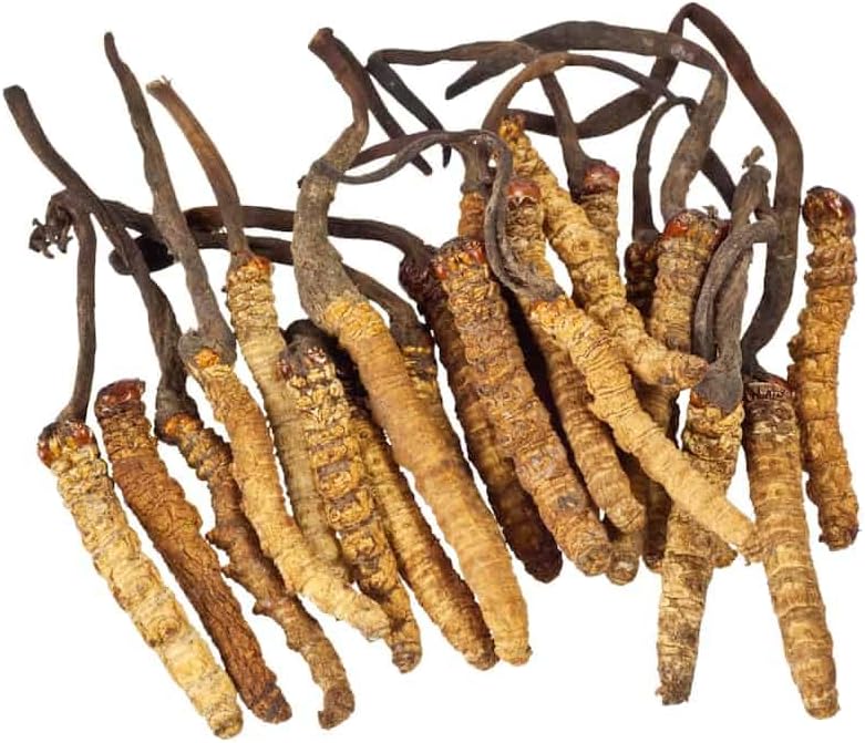 Miniatura 4 de Cordyceps - Polvo de hongos al 50% polisacárido 50 g 1.76 oz