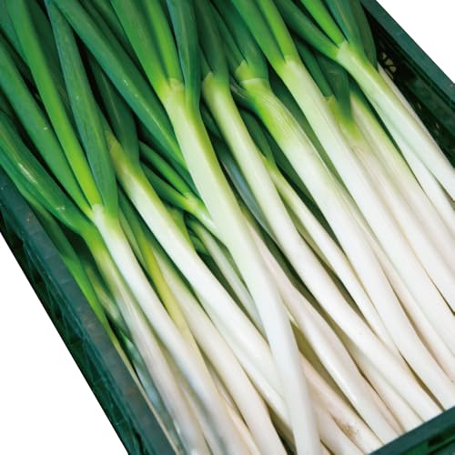 新地町産 長ネギ 約5kg 1箱