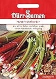 Rhabarber, roter, Rheum rhabarbarum, ca. 50 Samen