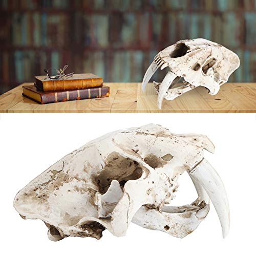 Crânio de tigre de resina Crânio de animal, excelente acabamento Simulação de alta simulação Modelo