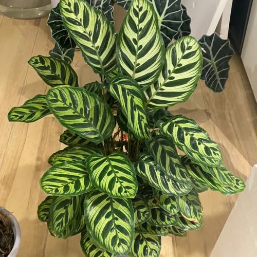 semillas de arrurruz calathea, Plantas resistentes para el jardín maranta arundinacea Decoración de sala de estar Semillas orgánicas, pequeño invernadero en el alféizar de la ventana, 35pcs