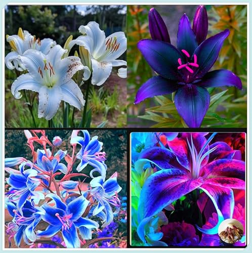 Lilium,Lirio Blanco/naturales/Embellecer el entorno,Horticultura,Decoración Del jardín.-4Pcs-I