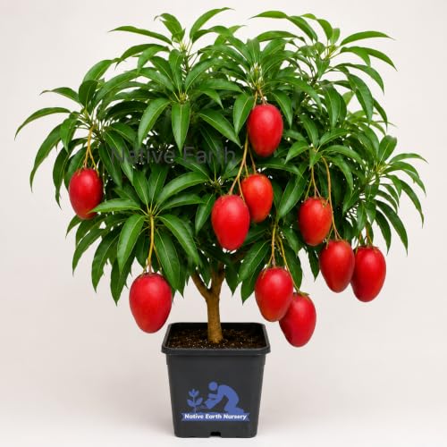 Native Earth Japanese Miyazaki Mango Grafted Plant, 3 Feet, Pack of 1