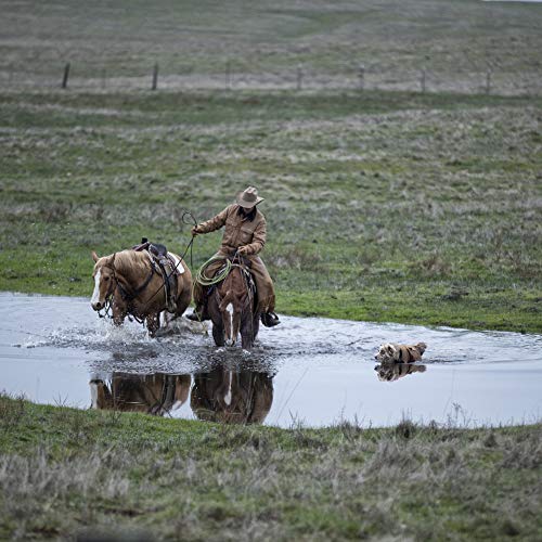 Carhartt Firm Duck Insulated Dog Chore Coat Brown/Brass Madcity Pets