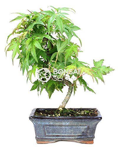 Bonsai - Arce japones, 7 Años (Bonsai Sei - Acer Palmatum)