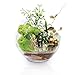 Grande vaso di vetro per piante, terrario, 17,8 x 17,8 cm, fioriera con grande apertura in vetro, mini boccia per pesci, decorazione da giardino