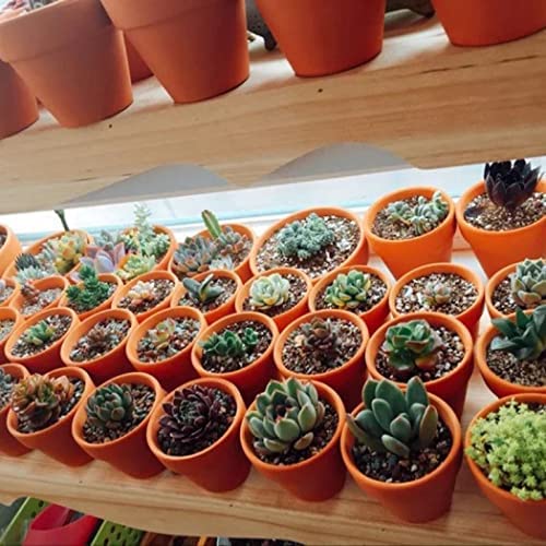 MZPYBC 42PCSmini Terracotta pots with Drainage Holes, Succulent pots Terracotta pots for Indoor and Outdoor Plants DIY Color and Pattern pots(2.16 in)