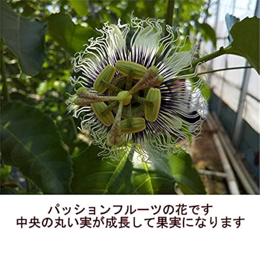 Amazon.co.jp: Passion Fruit, Large Capacity, 8.8 lbs (4 kg
