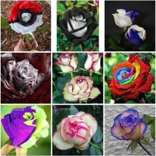 Generic Exotic Rose Flower Seed, 6 Types Of Exotic Rose Flower Plant