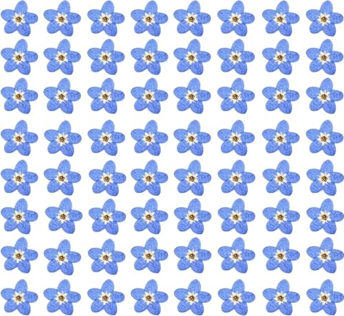 HEISENLIN 60PCS Flores Secas Natural Forget Me Not para Manualidades miniatura 1