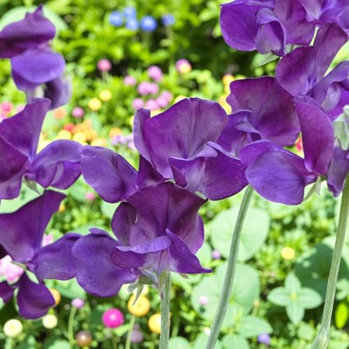 Carbeth Plants Sweet Pea Plant in 9cm Pot - Fragrant Climbing Annual Flowers - Colourful Summer Blooms - Ideal for Trellis Arches & Cottage Gardens (3 Purple)