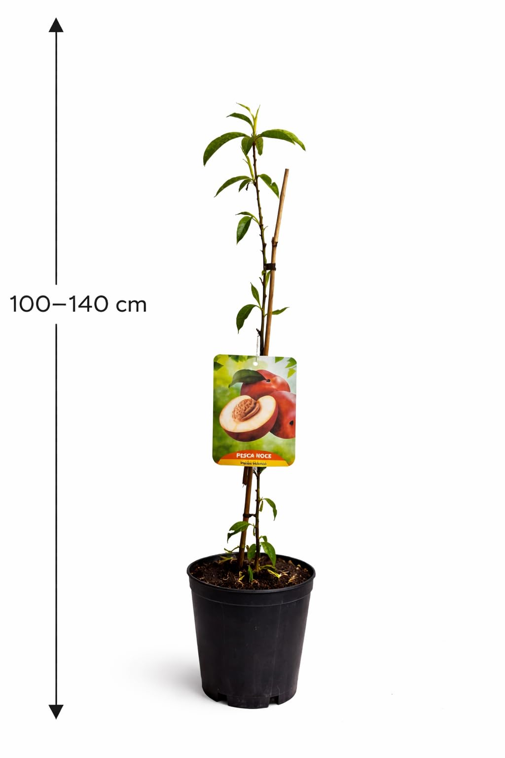 Pfirsichbaum Prunus persica ‘Polpa Bianca’ – weißfleischiger Pfirsich, 100–140 cm, robuster Obstbaum für Garten & Kübel, aromatische Früchte, winterhart, pflegeleicht