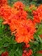 Plantenwelt 82000
