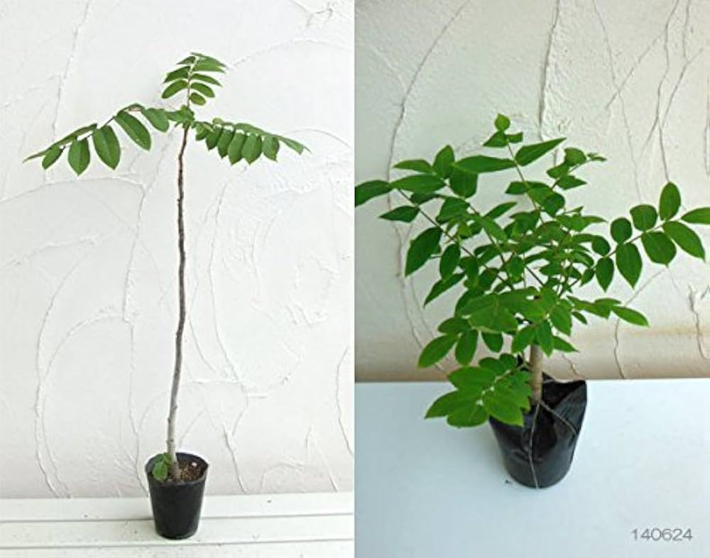 鬼クルミ苗木　大中小10本セット　山葡萄苗木 鬼クルミ苗木　大中小10本セット　山葡萄苗木