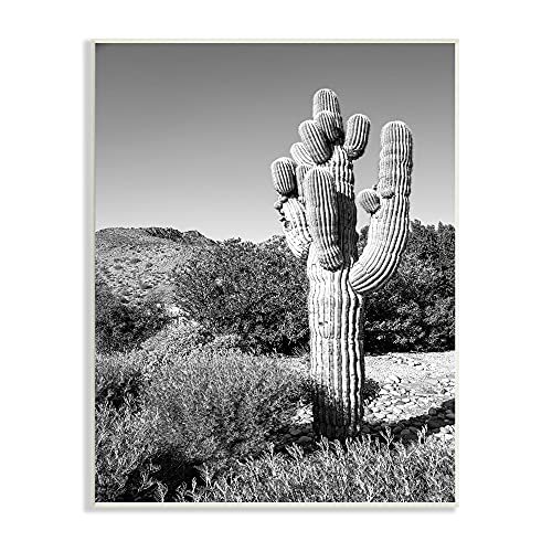 Image of Stupell Industries Thick Desert Cactus Black White Photography Canyon Landscape
