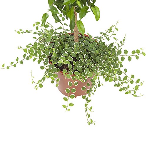 BOTANICLY | 2 × Pianta da interno - Creeping ficus...