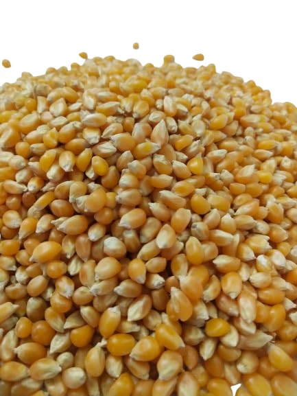 Maize Popcorn Seeds (Butterfly Type) | Raw Makka/Corn/Bhutta/Pori Kernels | Ready to Cook | High Expansion Quality | Healthy Homemade Snack | Premium Raw Popcorn Seeds Pack of (500gm, Unflavoured)-picture-29