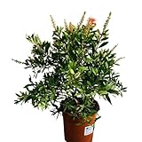 callistemon viminalis Planta natural. Callistemon Arbusto Natural Planta de Exterior con Hojas Llamativas