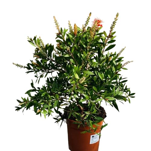 Callistemon Arbusto Natural Planta de Exterior con Hojas Llamativas