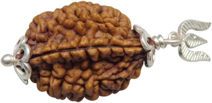 Arihant Gems & Jewels Two Faced Rudraksha Seeds Loose Beads, Rudraksha Beads (Elaeocarpus Ganitrus) Original